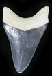 Serrated  Bone Valley Megalodon Tooth #22896-1